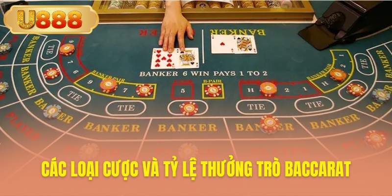 Tổng hợp những lựa chọn cược cùng mức thưởng tương ứng