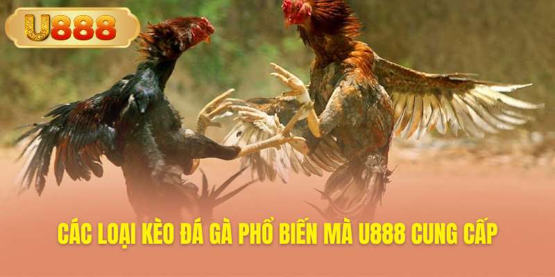 Khám phá thế giới kèo cược gà đa dạng