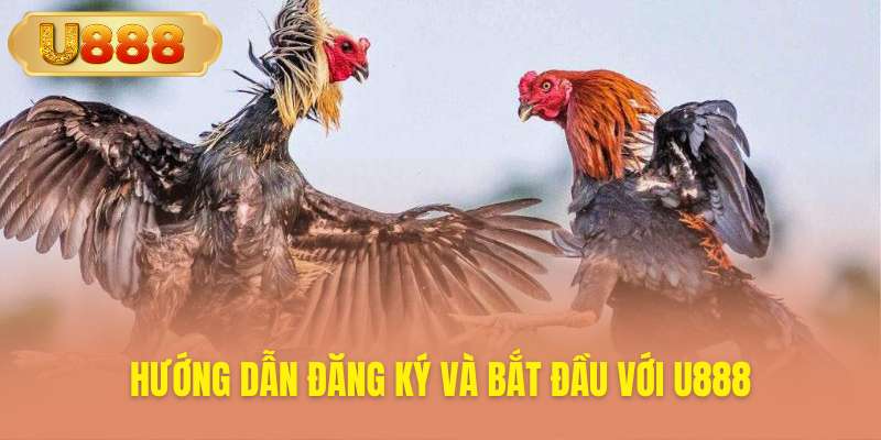 Bắt đầu tham gia cá cược đá gà chỉ vài bước