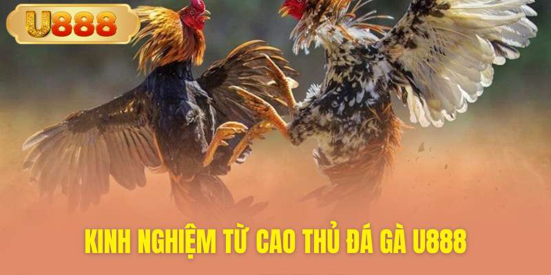 Chia sẻ kinh nghiệm chơi đá gà bất bại