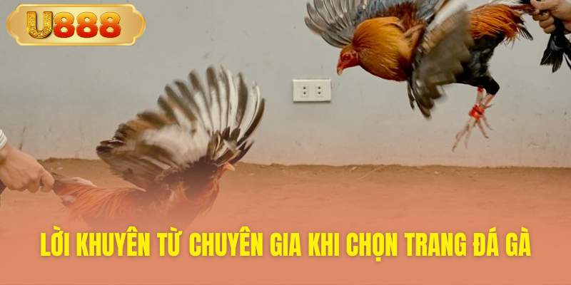 Bí quyết chọn sân chơi đá gà trực tuyến chuẩn