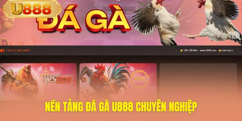 Khám phá đấu trường gà chuyên nghiệp đỉnh cao U888