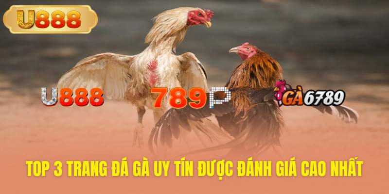 Khám phá trang đá gà uy tín U888 hàng đầu